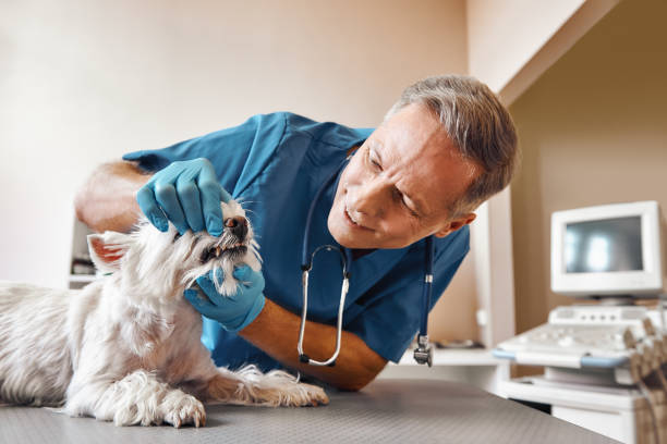 Best Weekend Emergency Dentist in Egypt, PA